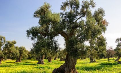 Presentazione della ricerca sugli alberi di ulivo 
